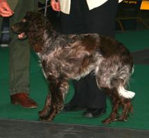 Pont-Audemer-Spaniel - Epagneul de Pont-Audemer